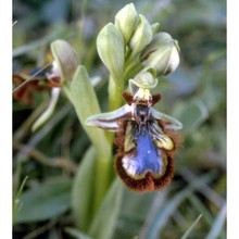 ophrys speculum link