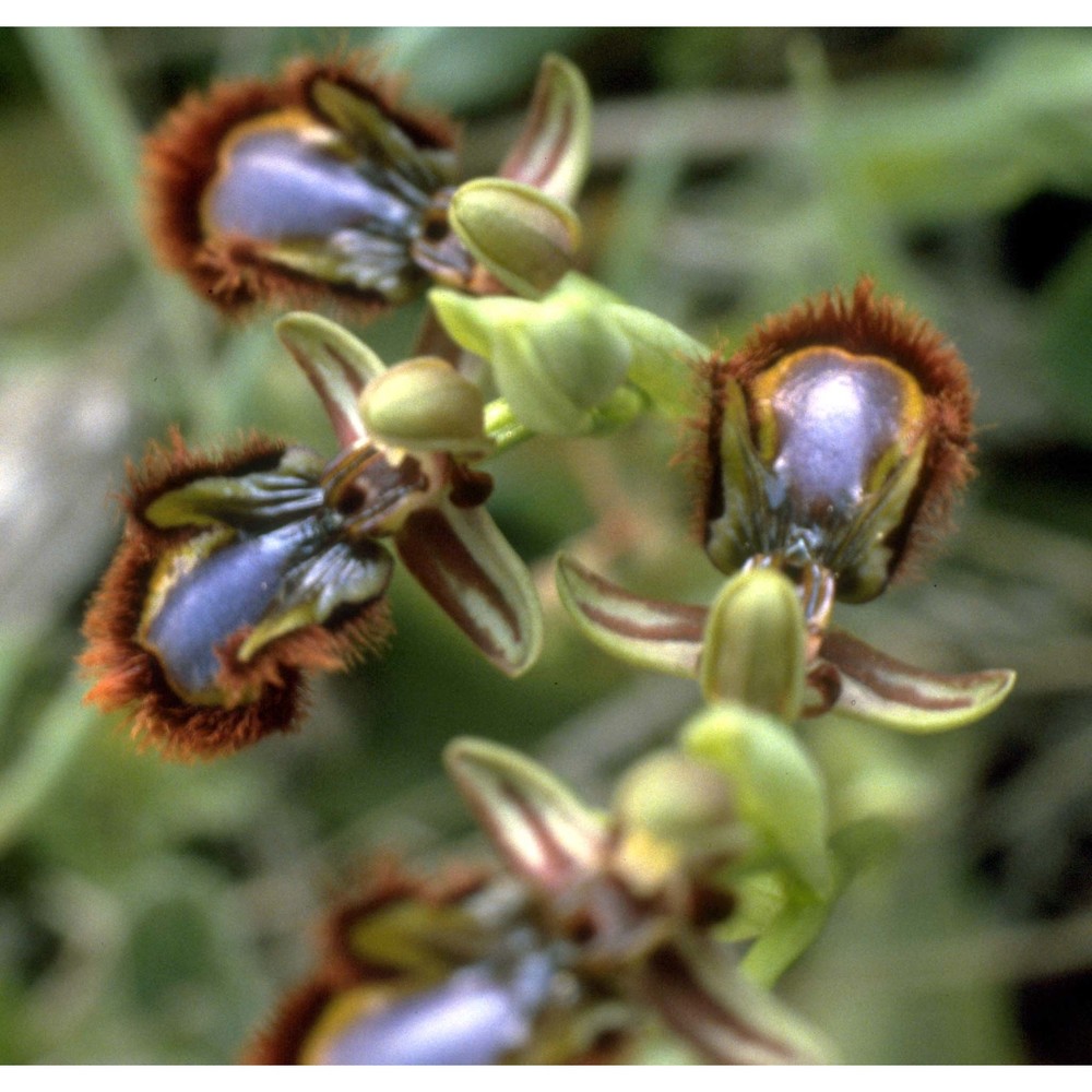 ophrys speculum link