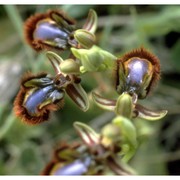 ophrys speculum link