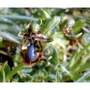 ophrys speculum link