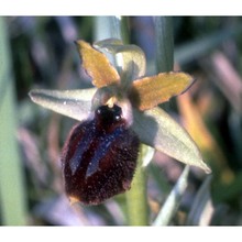 ophrys sphegodes 