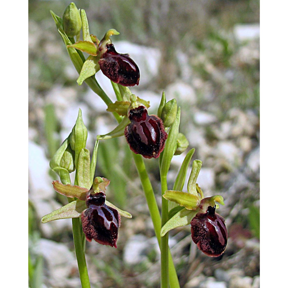 ophrys sphegodes 