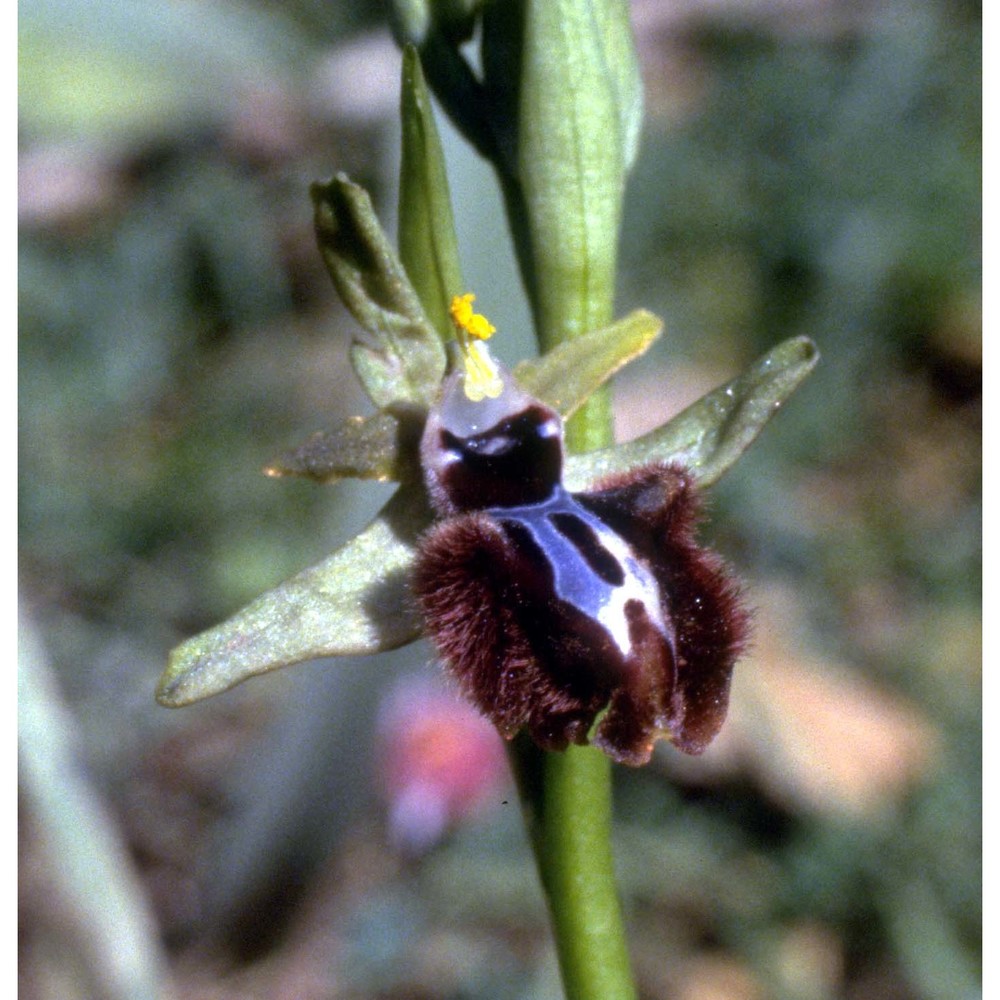 ophrys sphegodes 