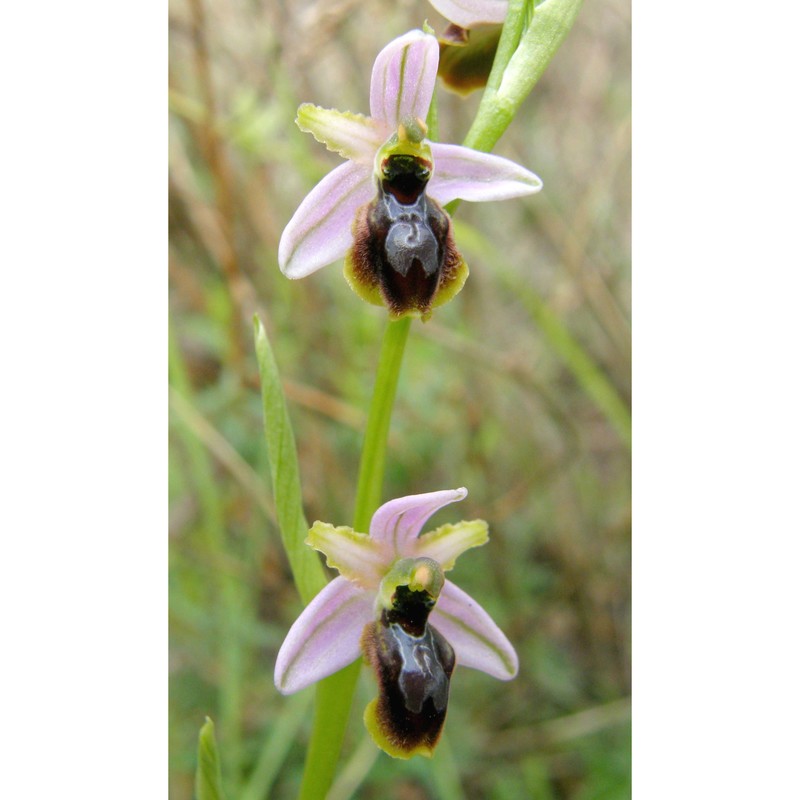 ophrys splendida gölz et h. r. reinhard