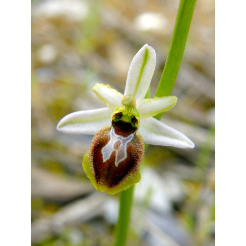 ophrys splendida gölz et h. r. reinhard