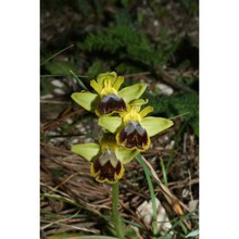 ophrys subfusca (rchb. fil.) hausskn. (pro hybr.)