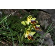 ophrys subfusca (rchb. fil.) hausskn. (pro hybr.)