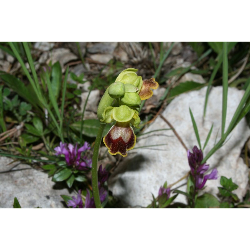 ophrys subfusca (rchb. fil.) hausskn. (pro hybr.)