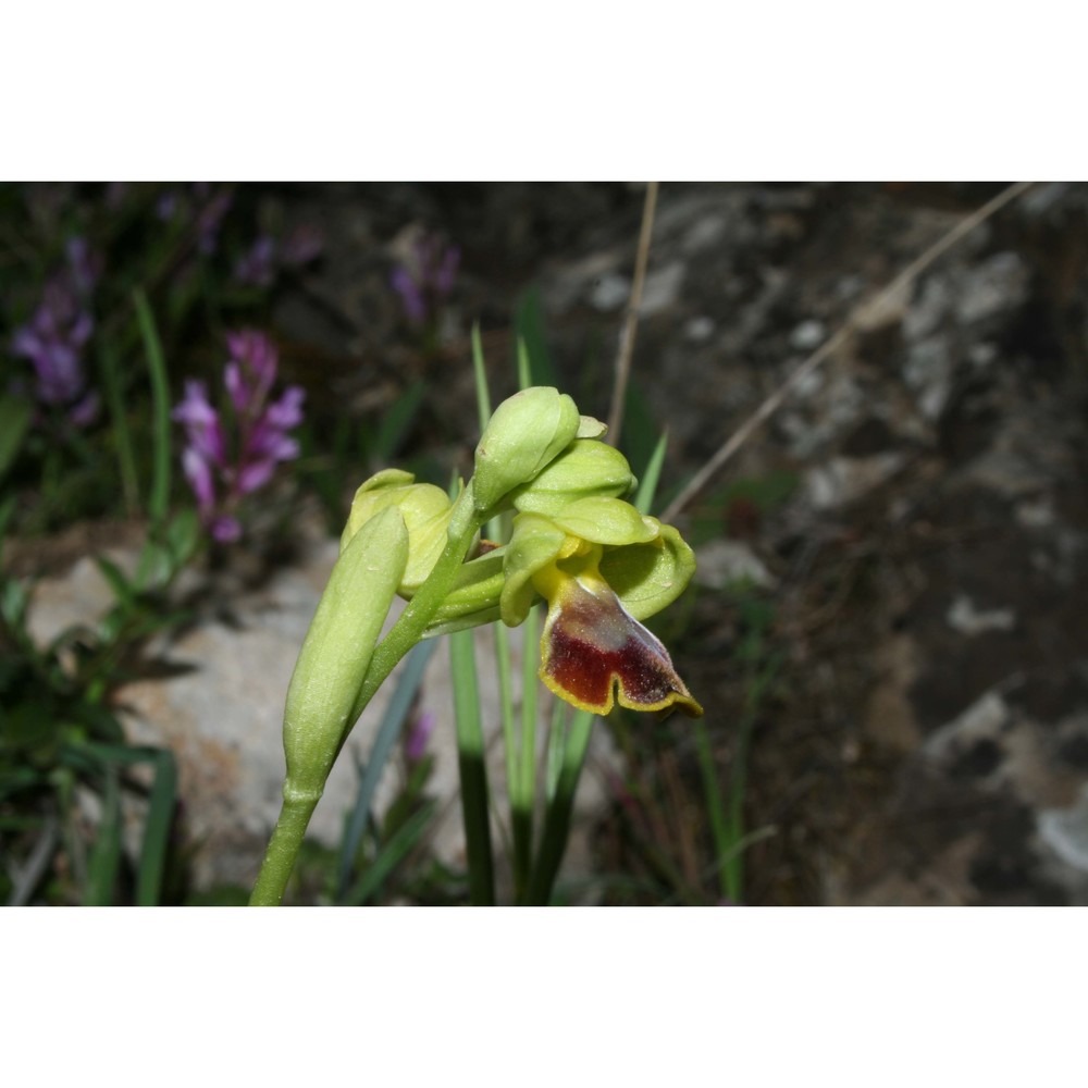 ophrys subfusca (rchb. fil.) hausskn. (pro hybr.)