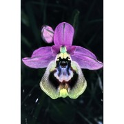 ophrys tardans o. danesch et e. danesch