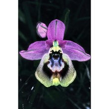 ophrys tardans o. danesch et e. danesch