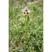 ophrys tardans o. danesch et e. danesch