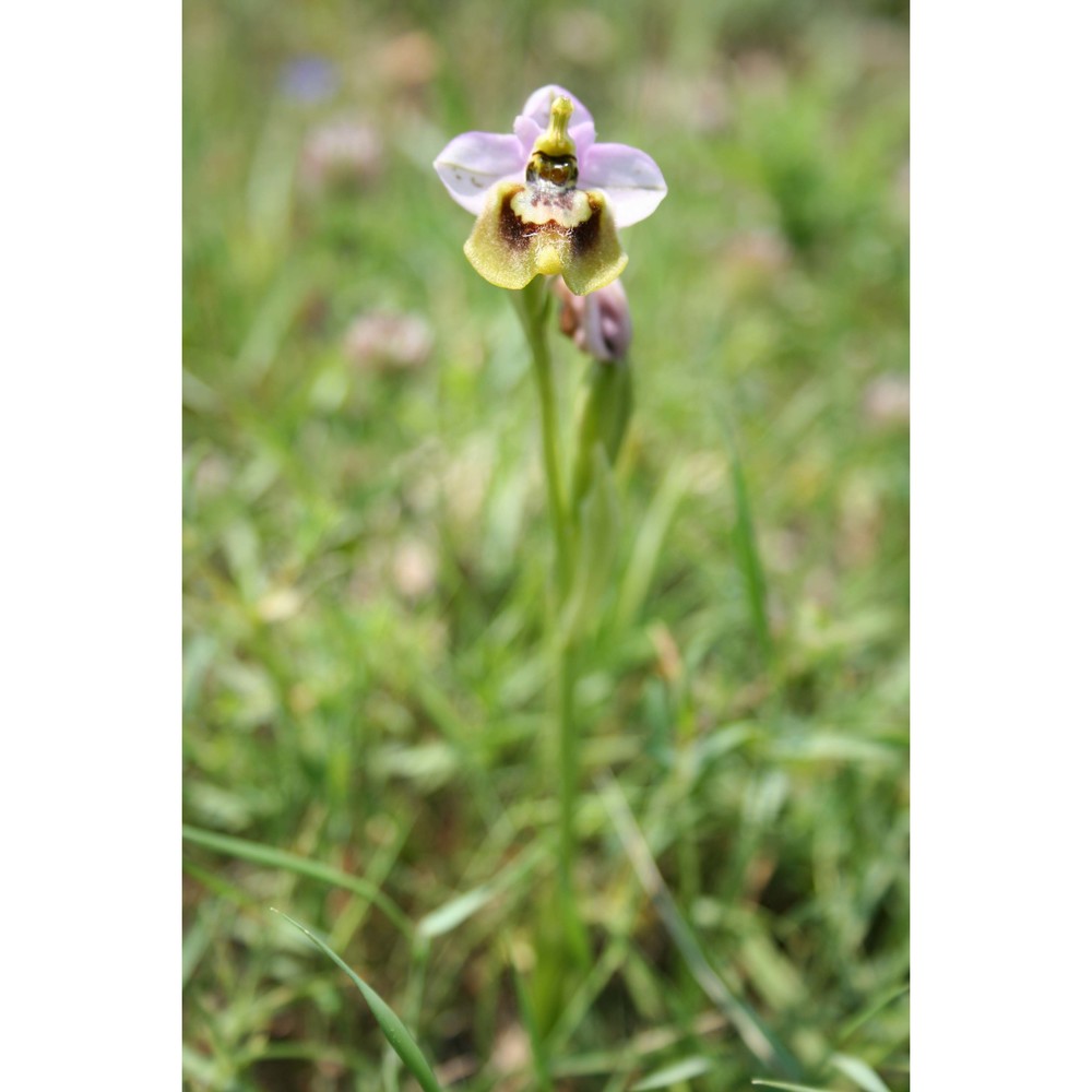 ophrys tardans o. danesch et e. danesch