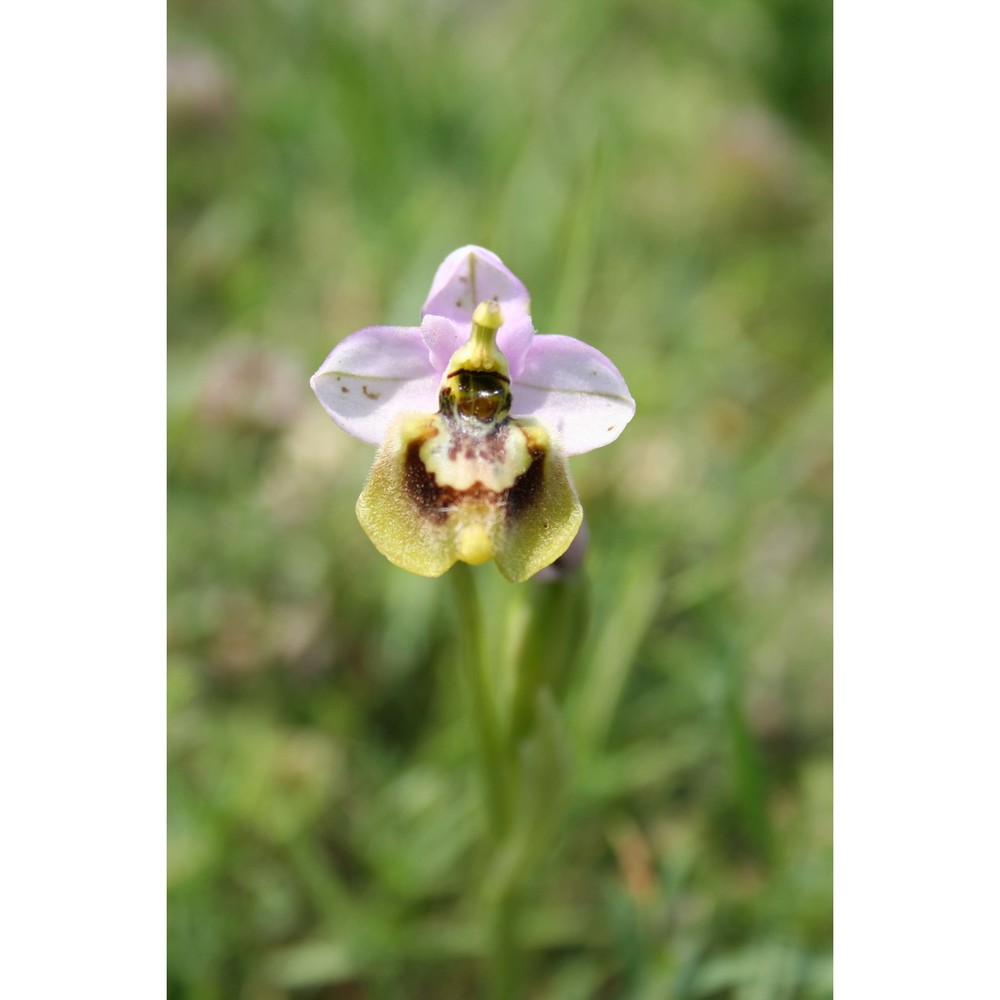 ophrys tardans o. danesch et e. danesch