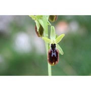 ophrys tarentina gölz et h. r. reinhard