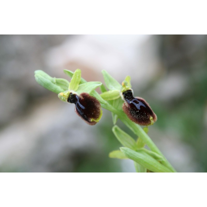 ophrys tarentina gölz et h. r. reinhard