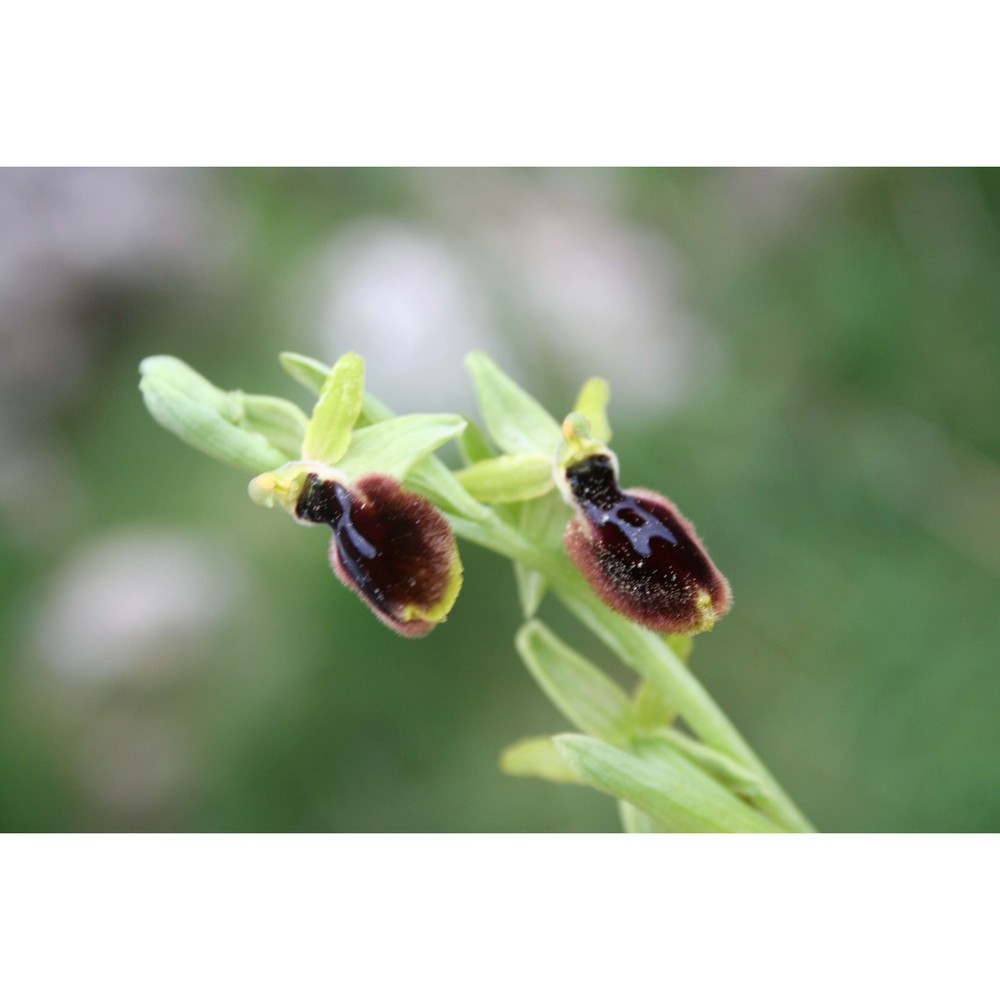 ophrys tarentina gölz et h. r. reinhard