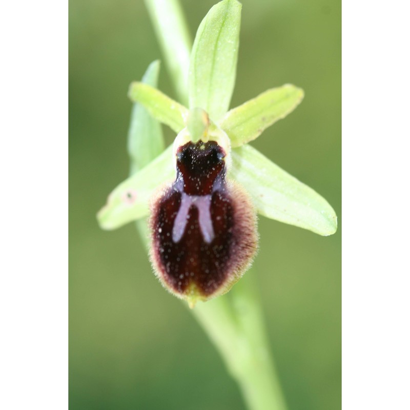 ophrys tarentina gölz et h. r. reinhard