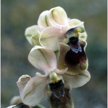 ophrys tenthredinifera willd.