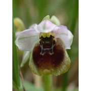 ophrys tenthredinifera willd.