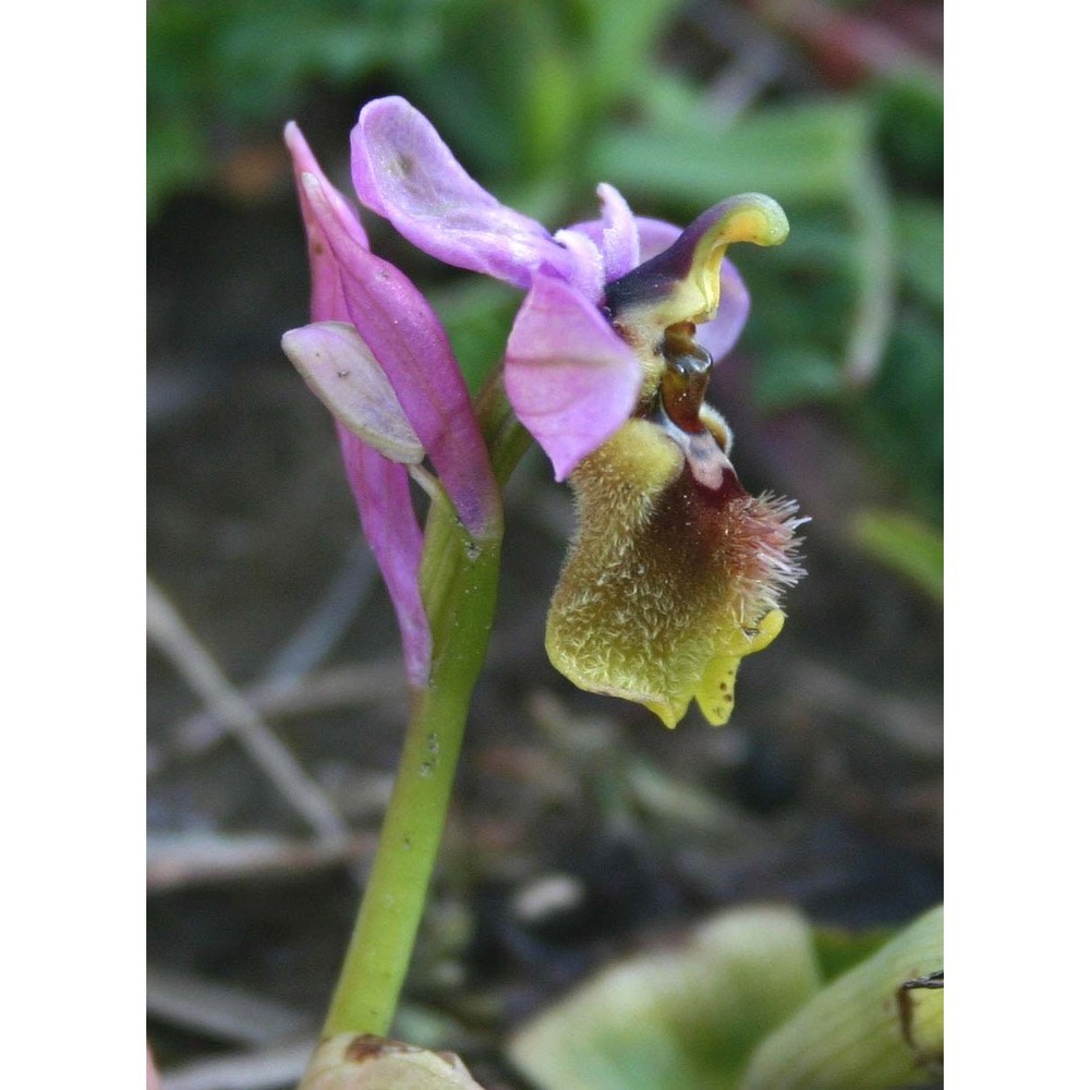 ophrys tenthredinifera willd.