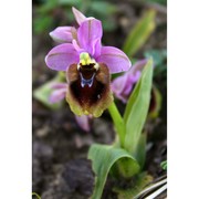 ophrys tenthredinifera willd.