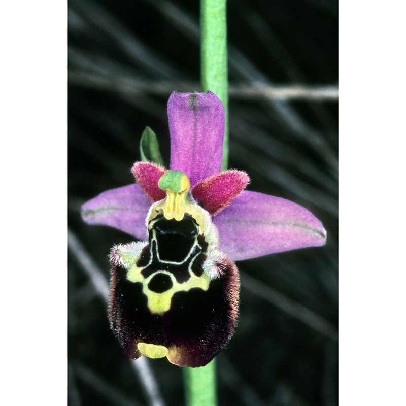 ophrys tetraloniae w. p. teschner