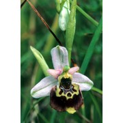 ophrys tetraloniae w. p. teschner