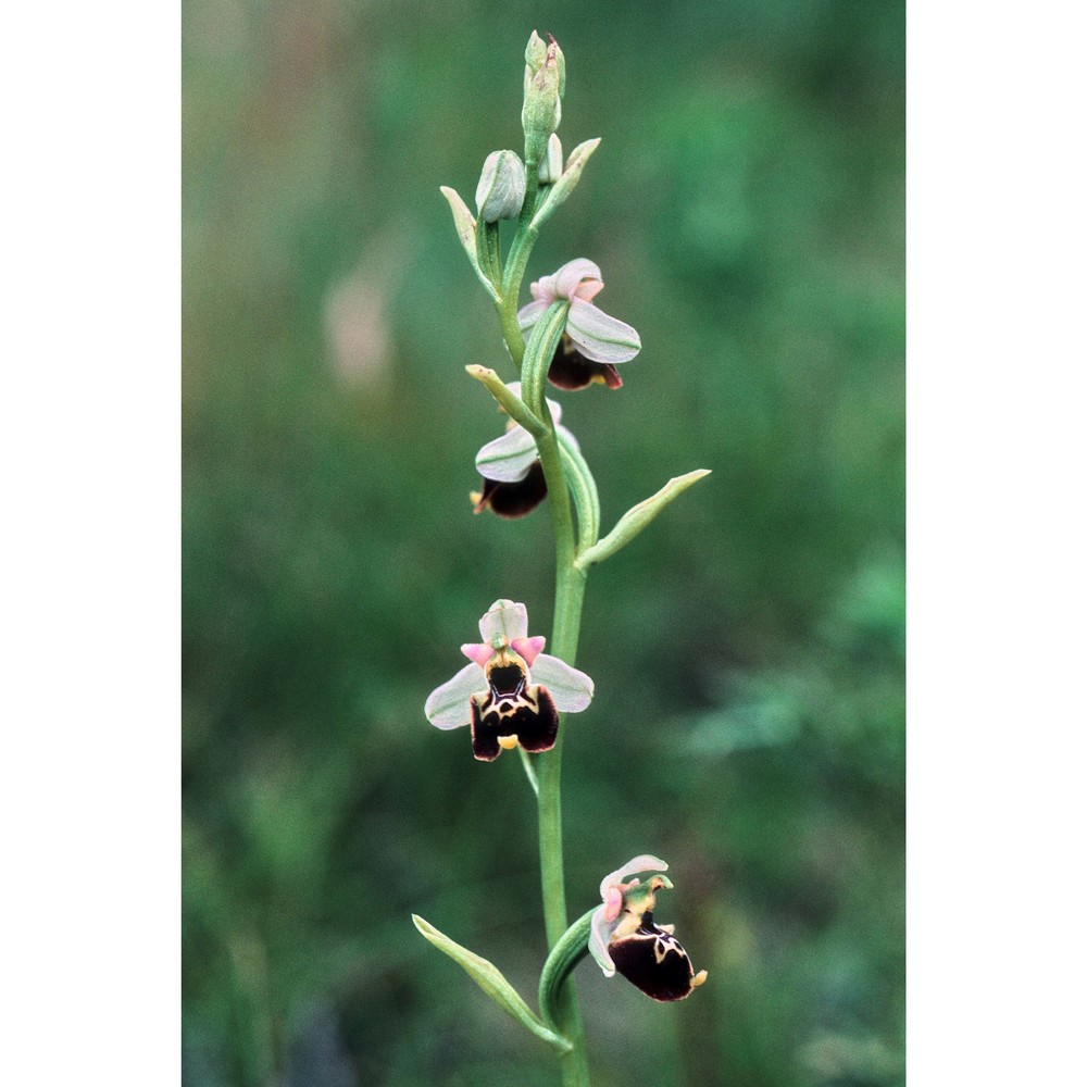 ophrys tetraloniae w. p. teschner