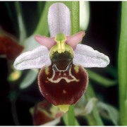 ophrys tetraloniae w. p. teschner