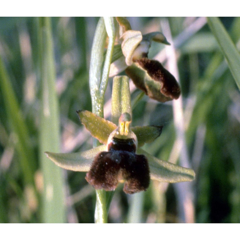 ophrys tyrrhena gölz et h. r. reinhard