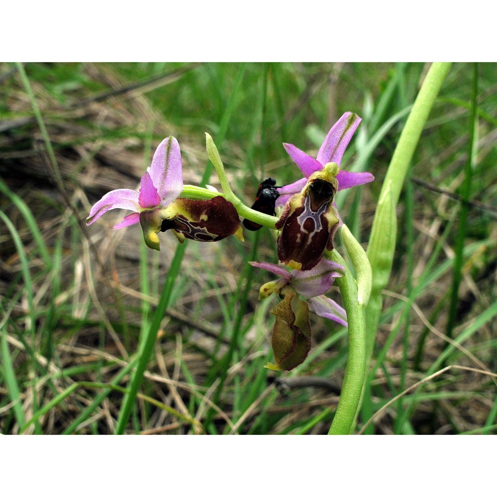 ophrys tyrrhena gölz et h. r. reinhard