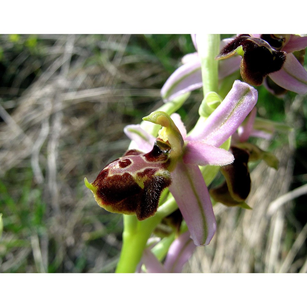 ophrys tyrrhena gölz et h. r. reinhard