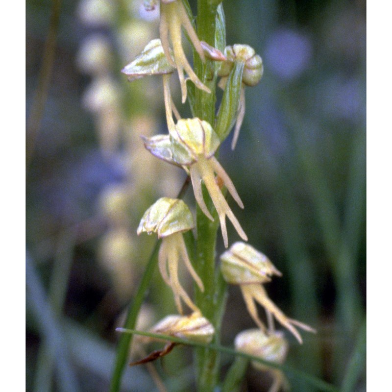 orchis anthropophora (l.) all.