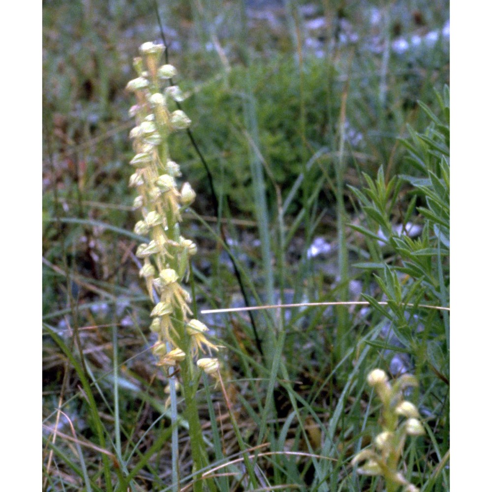 orchis anthropophora (l.) all.