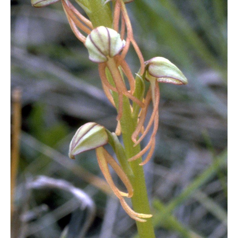 orchis anthropophora (l.) all.