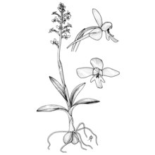 orchis brancifortii biv.