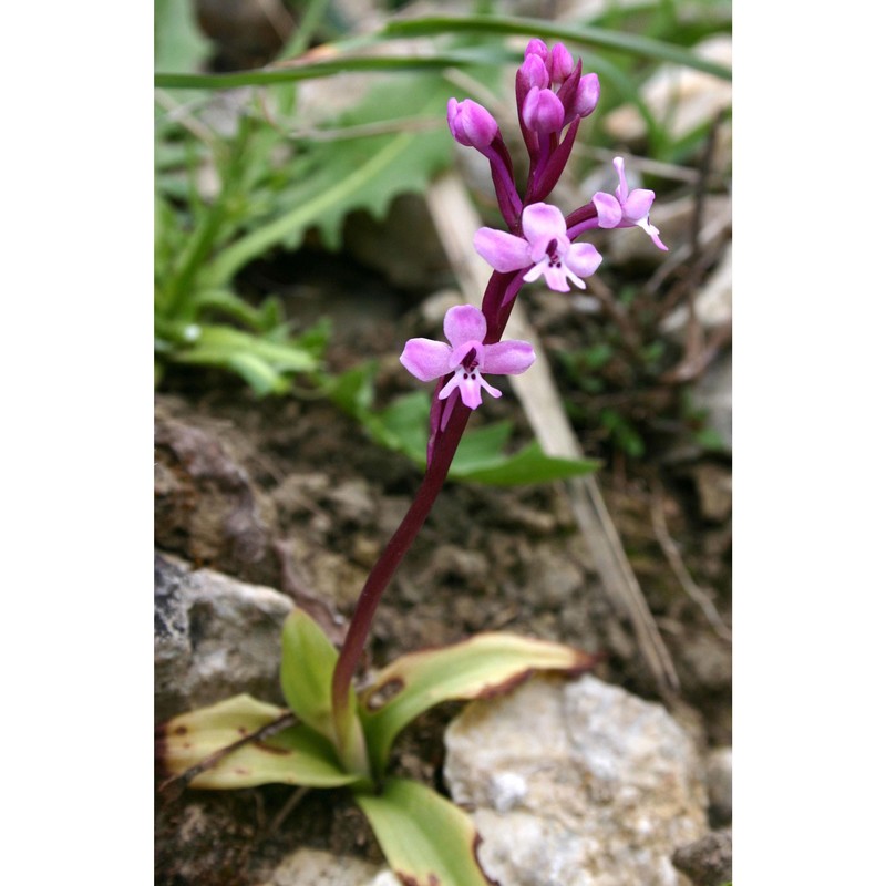 orchis brancifortii biv.