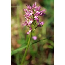 orchis italica poir.