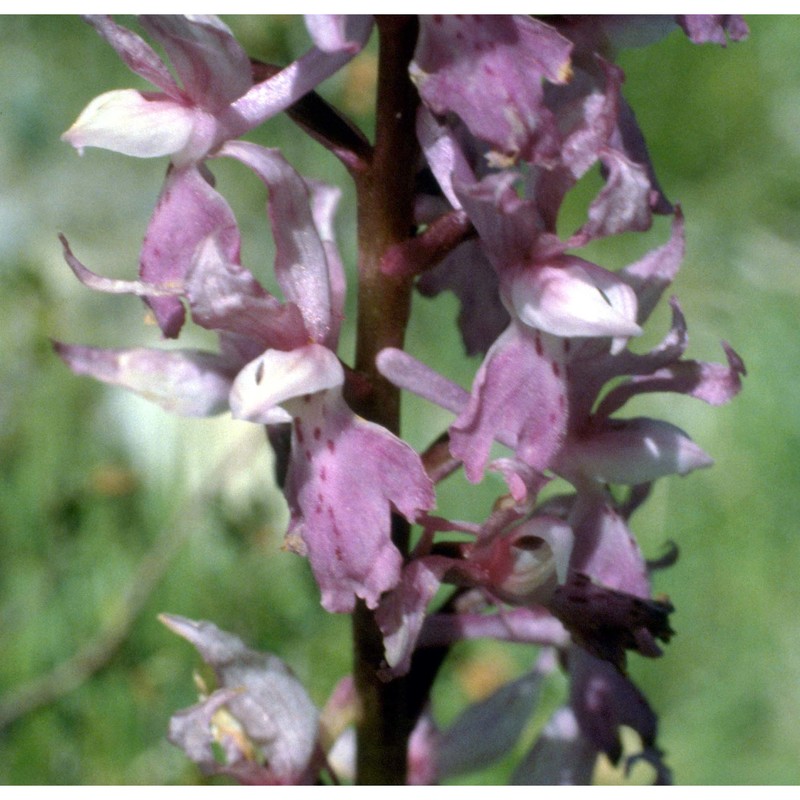 orchis mascula (l.) l.