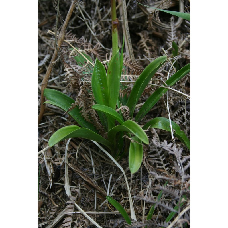 orchis mascula (l.) l.