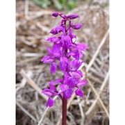 orchis mascula (l.) l.