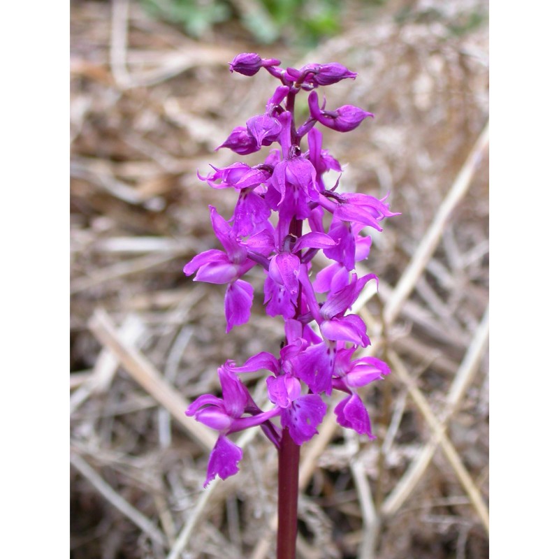 orchis mascula (l.) l.