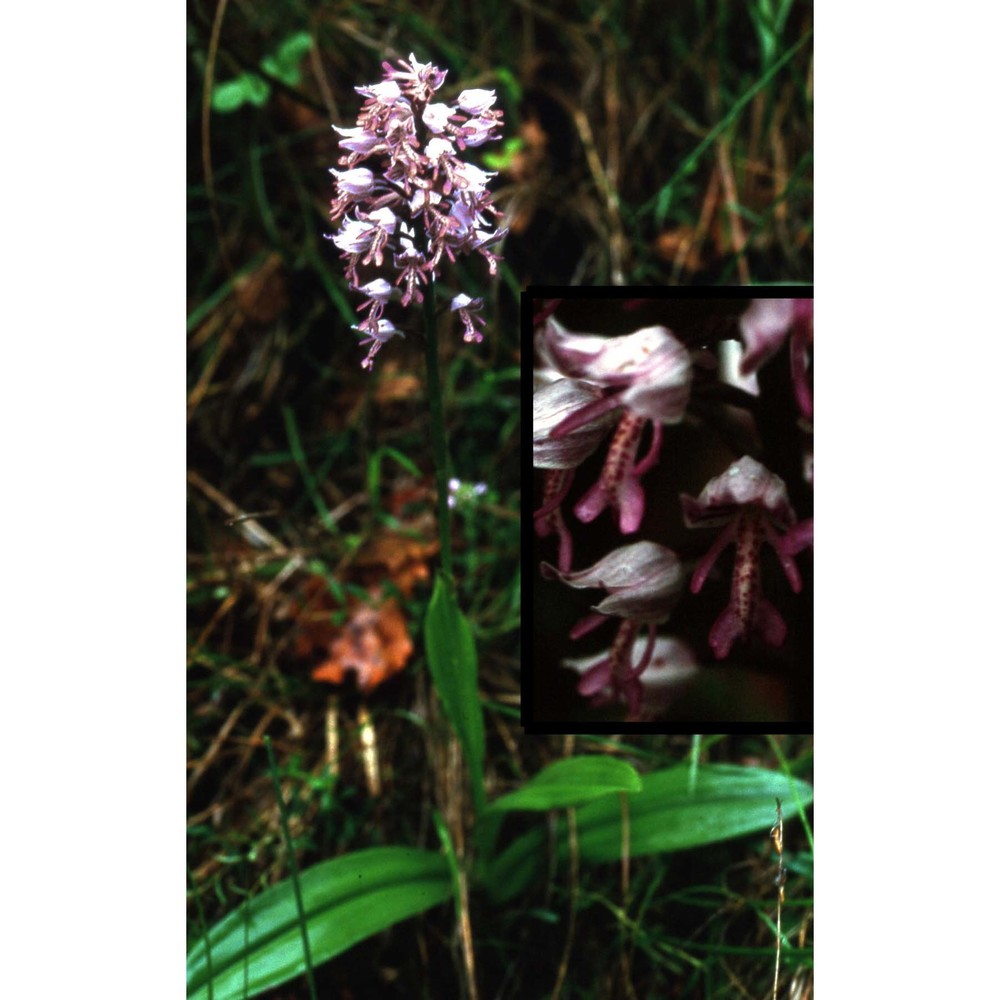 orchis militaris l.