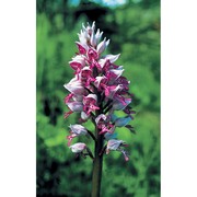 orchis militaris l.