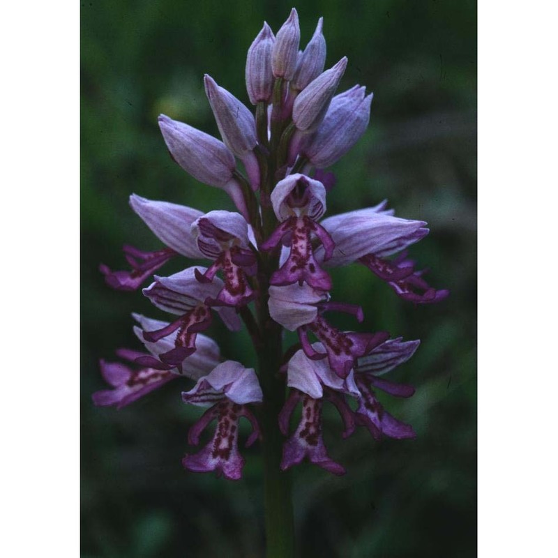 orchis militaris l.