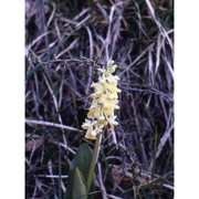 orchis pallens l.