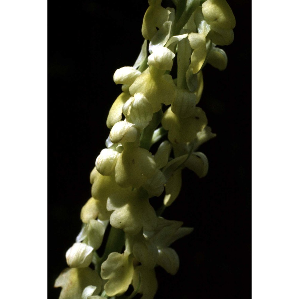 orchis pallens l.