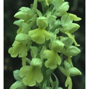 orchis pallens l.