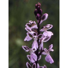 orchis patens desf.